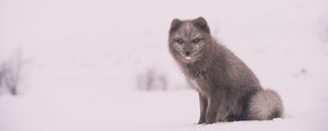 Preview wallpaper arctic fox, polar fox, snow, sits