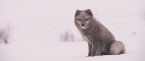 Preview wallpaper arctic fox, polar fox, snow, sits