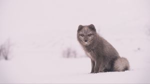 Preview wallpaper arctic fox, polar fox, snow, sits