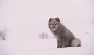 Preview wallpaper arctic fox, polar fox, snow, sits