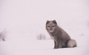 Preview wallpaper arctic fox, polar fox, snow, sits