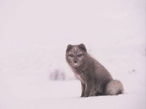 Preview wallpaper arctic fox, polar fox, snow, sits