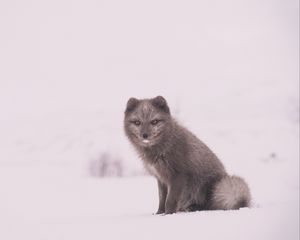 Preview wallpaper arctic fox, polar fox, snow, sits