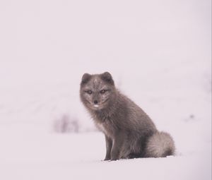 Preview wallpaper arctic fox, polar fox, snow, sits