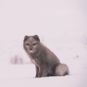 Preview wallpaper arctic fox, polar fox, snow, sits