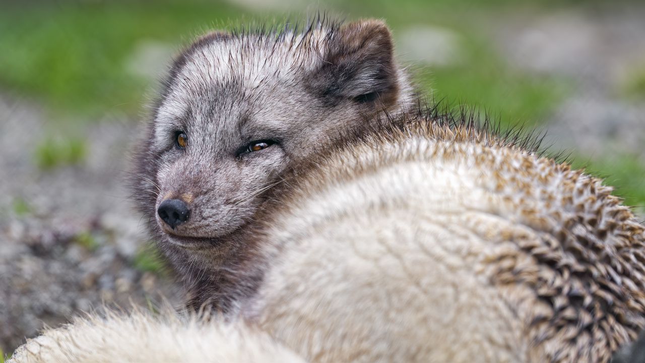 Wallpaper arctic fox, predator, animal, wild