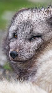 Preview wallpaper arctic fox, predator, animal, wild