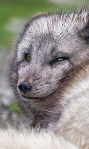 Preview wallpaper arctic fox, predator, animal, wild