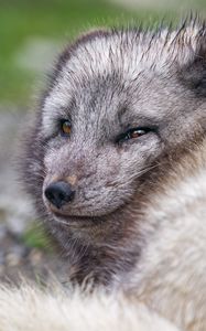 Preview wallpaper arctic fox, predator, animal, wild