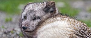 Preview wallpaper arctic fox, predator, animal, wild