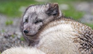 Preview wallpaper arctic fox, predator, animal, wild