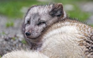 Preview wallpaper arctic fox, predator, animal, wild