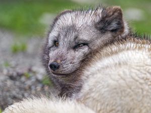 Preview wallpaper arctic fox, predator, animal, wild