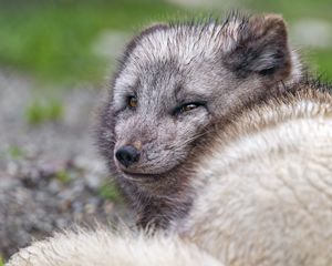 Preview wallpaper arctic fox, predator, animal, wild