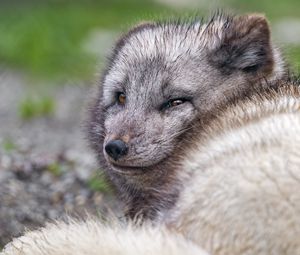 Preview wallpaper arctic fox, predator, animal, wild