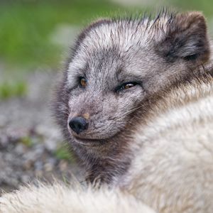 Preview wallpaper arctic fox, predator, animal, wild