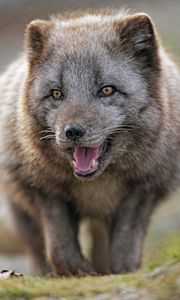 Preview wallpaper arctic fox, predator, protruding tongue, animal