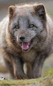 Preview wallpaper arctic fox, predator, protruding tongue, animal