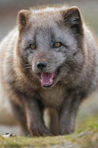 Preview wallpaper arctic fox, predator, protruding tongue, animal