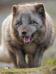 Preview wallpaper arctic fox, predator, protruding tongue, animal