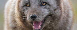 Preview wallpaper arctic fox, predator, protruding tongue, animal
