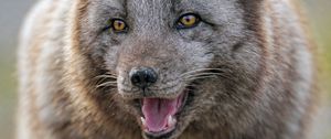 Preview wallpaper arctic fox, predator, protruding tongue, animal