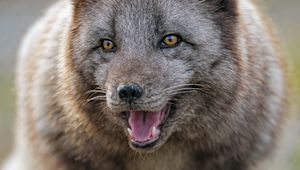 Preview wallpaper arctic fox, predator, protruding tongue, animal