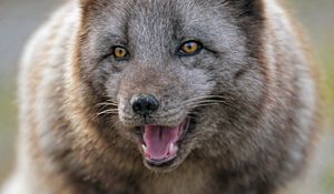 Preview wallpaper arctic fox, predator, protruding tongue, animal