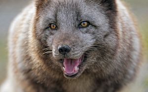 Preview wallpaper arctic fox, predator, protruding tongue, animal