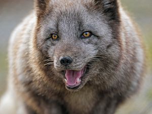 Preview wallpaper arctic fox, predator, protruding tongue, animal