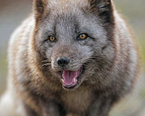 Preview wallpaper arctic fox, predator, protruding tongue, animal