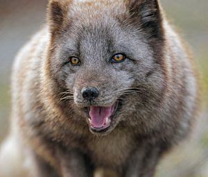 Preview wallpaper arctic fox, predator, protruding tongue, animal