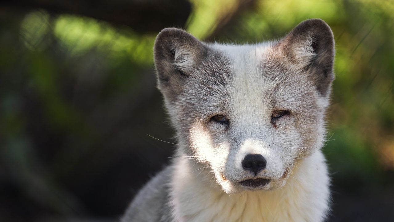 Wallpaper arctic fox, predator, wildlife, animal