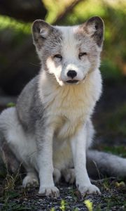 Preview wallpaper arctic fox, predator, wildlife, animal