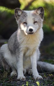 Preview wallpaper arctic fox, predator, wildlife, animal