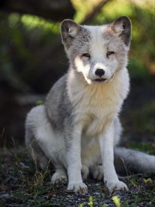 Preview wallpaper arctic fox, predator, wildlife, animal