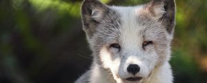 Preview wallpaper arctic fox, predator, wildlife, animal