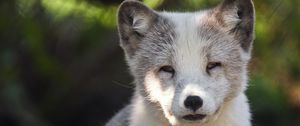 Preview wallpaper arctic fox, predator, wildlife, animal