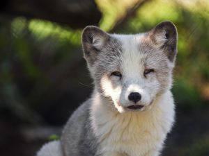 Preview wallpaper arctic fox, predator, wildlife, animal