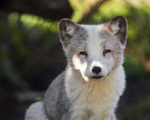 Preview wallpaper arctic fox, predator, wildlife, animal