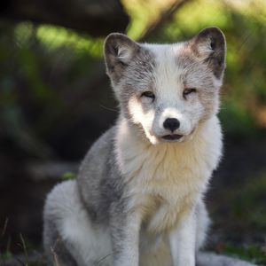 Preview wallpaper arctic fox, predator, wildlife, animal