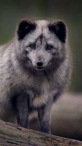 Preview wallpaper arctic fox, predator, wildlife, animal, gray