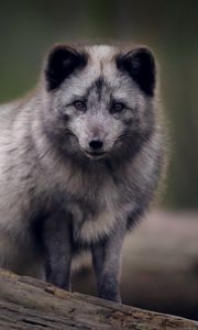 Preview wallpaper arctic fox, predator, wildlife, animal, gray