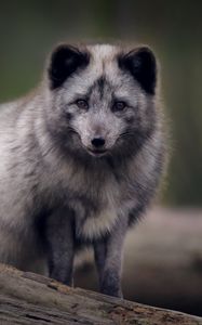 Preview wallpaper arctic fox, predator, wildlife, animal, gray