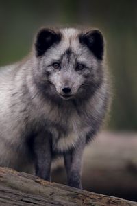 Preview wallpaper arctic fox, predator, wildlife, animal, gray