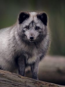 Preview wallpaper arctic fox, predator, wildlife, animal, gray