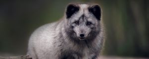 Preview wallpaper arctic fox, predator, wildlife, animal, gray