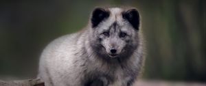 Preview wallpaper arctic fox, predator, wildlife, animal, gray