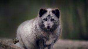 Preview wallpaper arctic fox, predator, wildlife, animal, gray