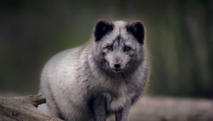 Preview wallpaper arctic fox, predator, wildlife, animal, gray